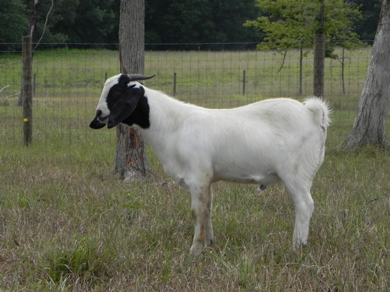 224P - Previously Sold Goat Buck